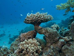 жесткий коралл