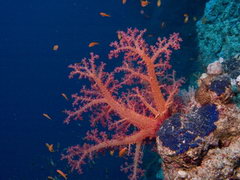 мягкий коралл
