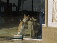 кошка в Египте