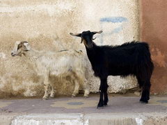 египетские козы