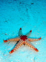 Pearl sea star