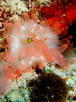 Buble anemone