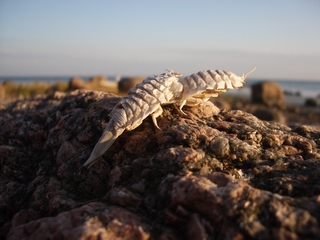  (saduria entomon)