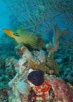 Orange-striped triggerfish