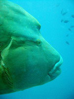 Napoleonfish
