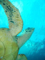 Green sea Turtle
