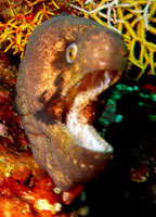 Giant moray