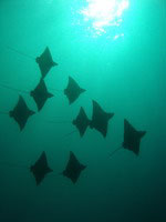 Spotted eagle Ray