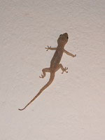 Lizzard