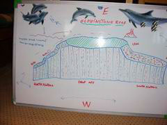 Elphinstone Reef