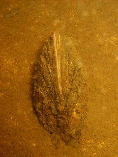 Unito pictorum