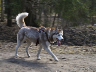 Husky Haven Red Raspberry